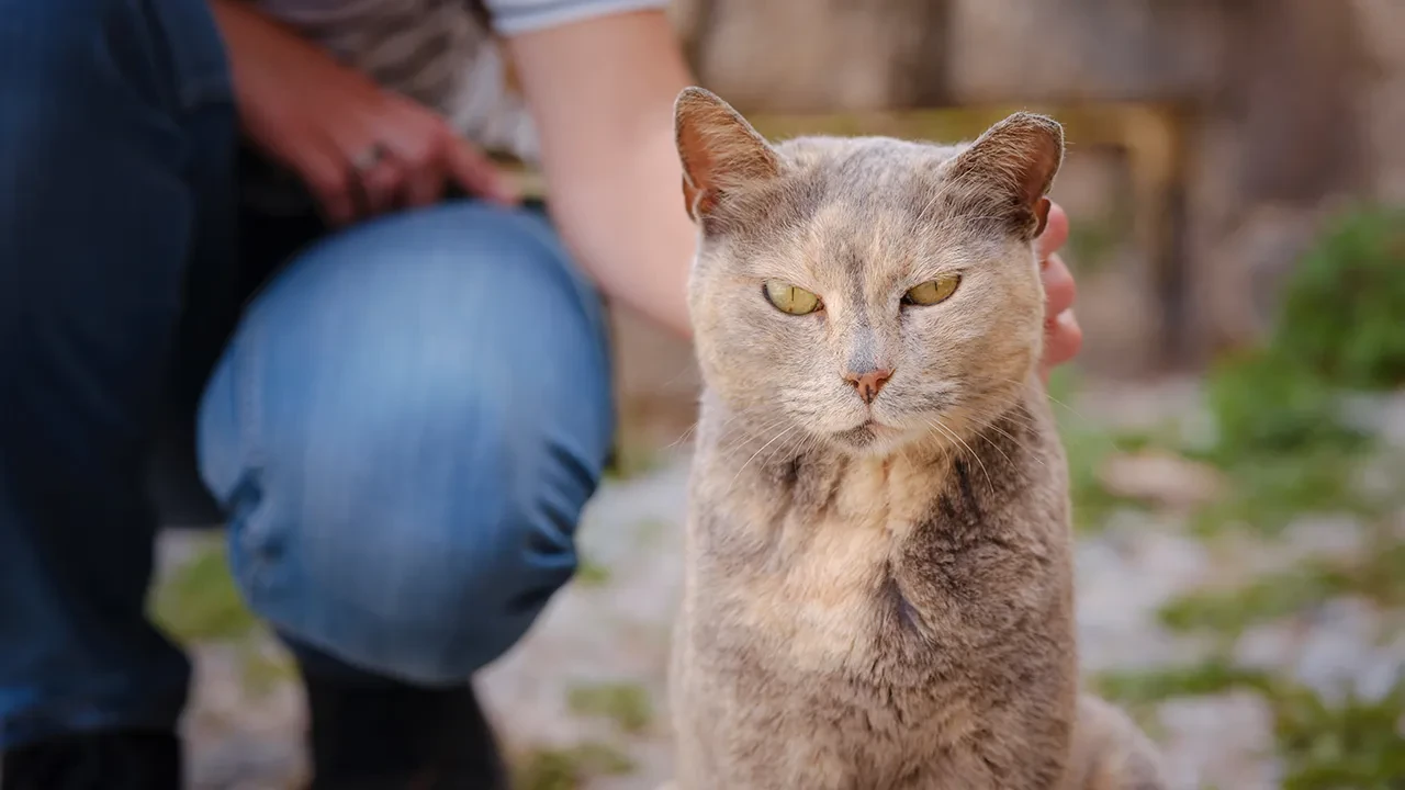 Kediler erkeklere neden daha fazla miyavlıyor? Bilkent Üniversitesi’nin araştırması ortaya çıkardı