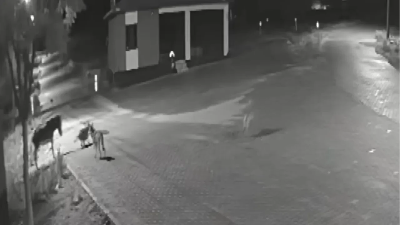 Mahalleli tedirgin! Aç kalan kurtlar önlerine çıkan eşeği paramparça etti!