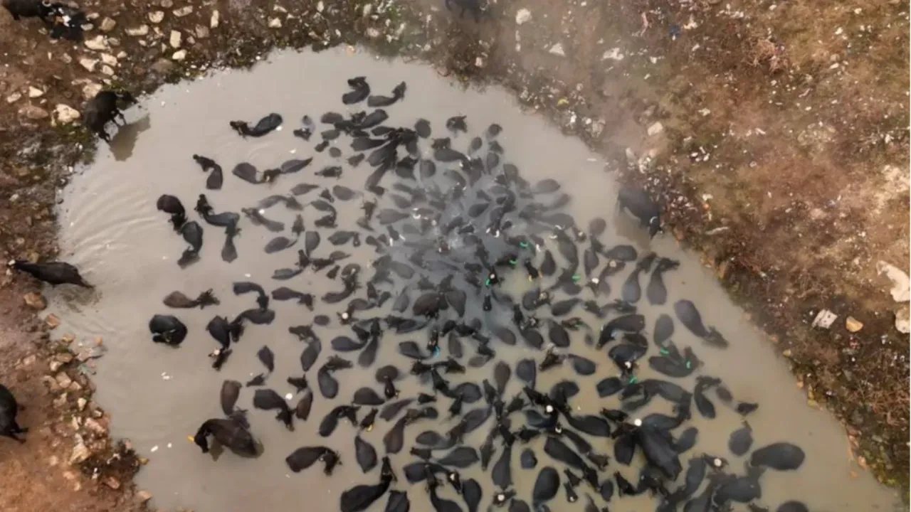 Mandalar Bitlis'te kaplıca keyfinde! 40 derecelik banyonun dron görüntüleri 