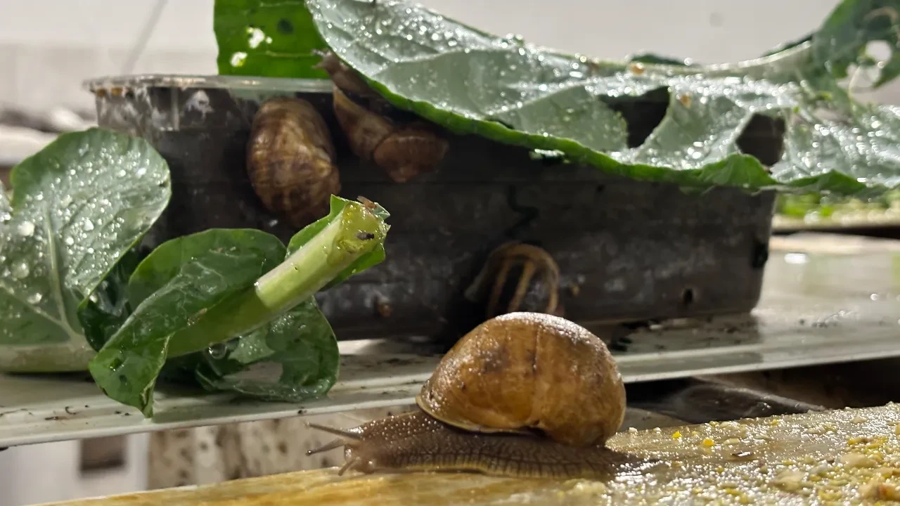 Pandemide başladı, şimdi Avrupa'ya ihraç ediyor! Yumurtasının kilosu 3 bin euro 