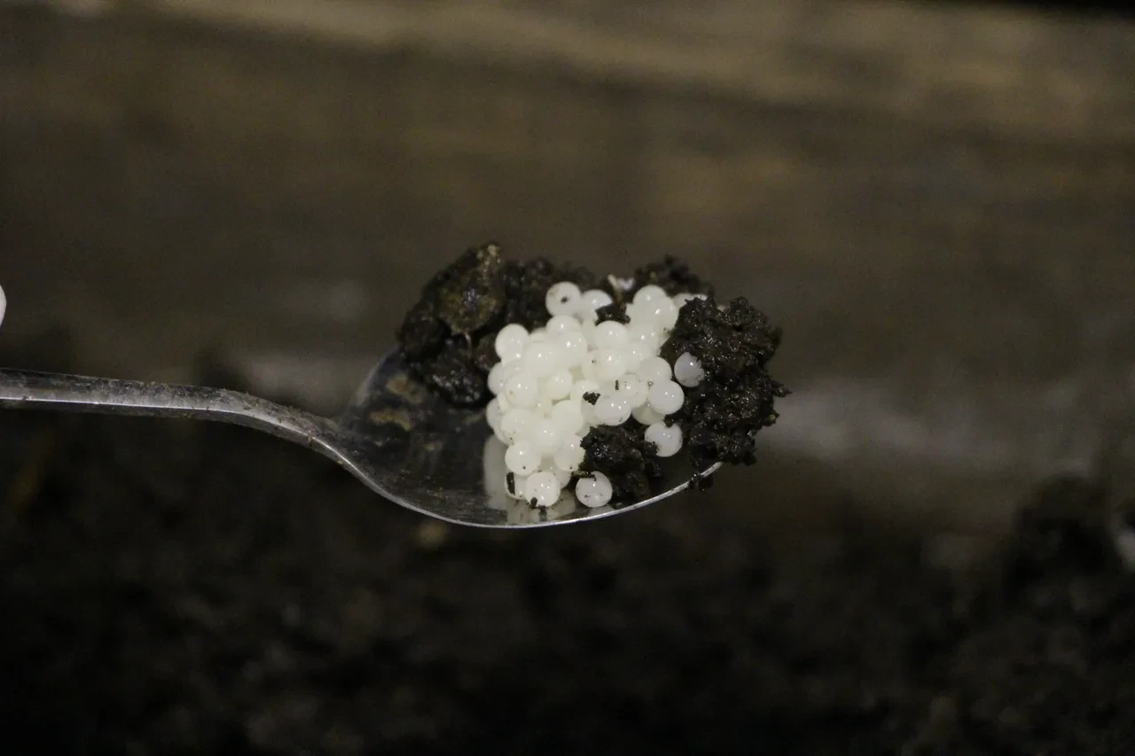 Pandemide başladı, şimdi Avrupa'ya ihraç ediyor! Yumurtasının kilosu 3 bin euro 