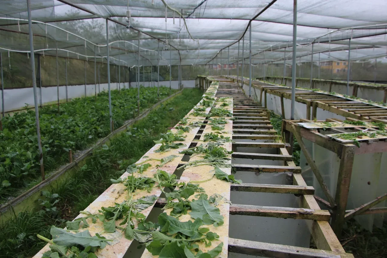 Pandemide başladı, şimdi Avrupa'ya ihraç ediyor! Yumurtasının kilosu 3 bin euro 