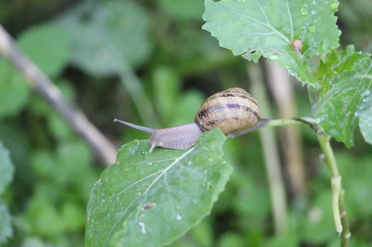 Pandemide başladı, şimdi Avrupa'ya ihraç ediyor! Yumurtasının kilosu 3 bin euro 