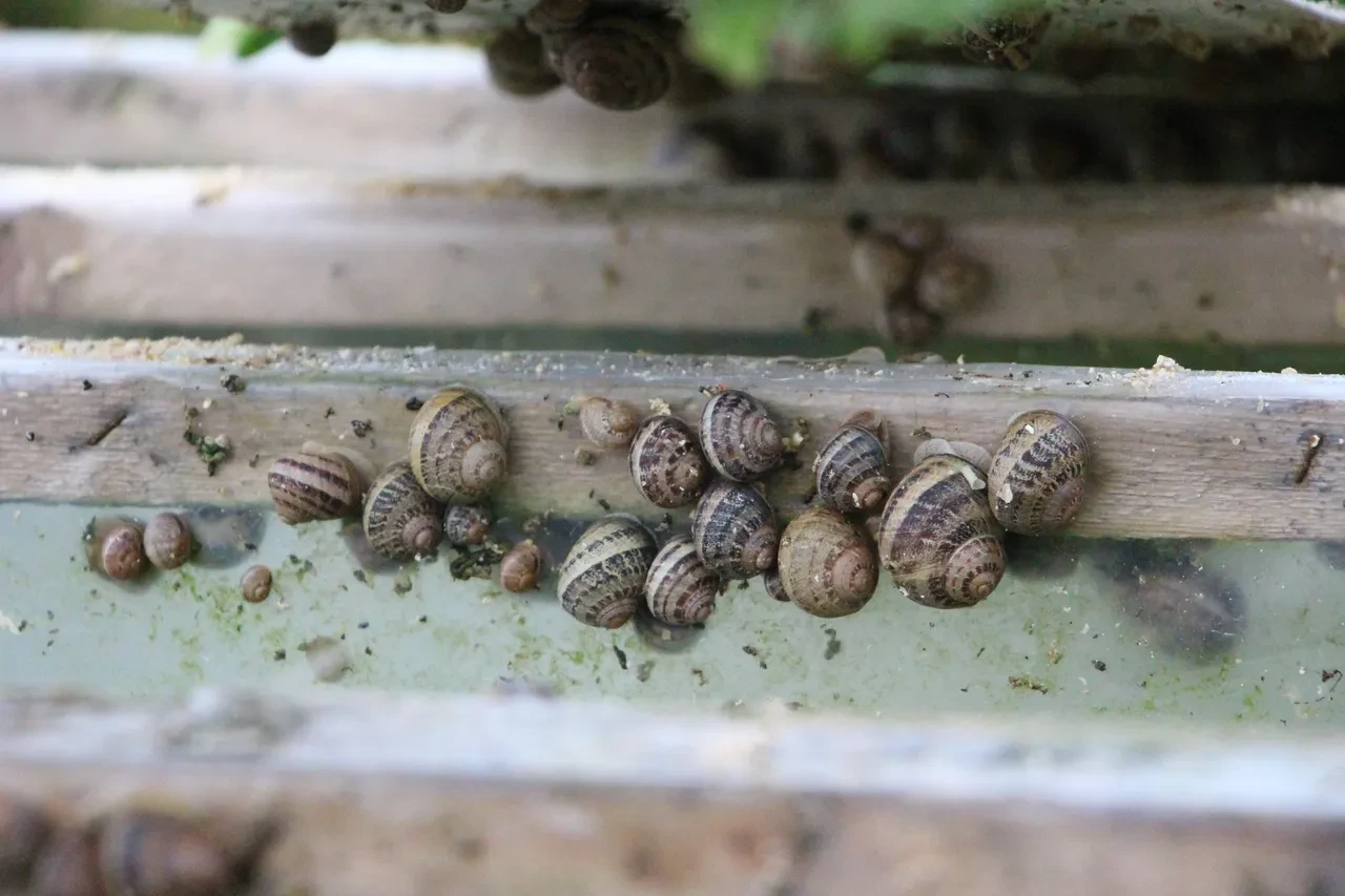 Pandemide başladı, şimdi Avrupa'ya ihraç ediyor! Yumurtasının kilosu 3 bin euro 
