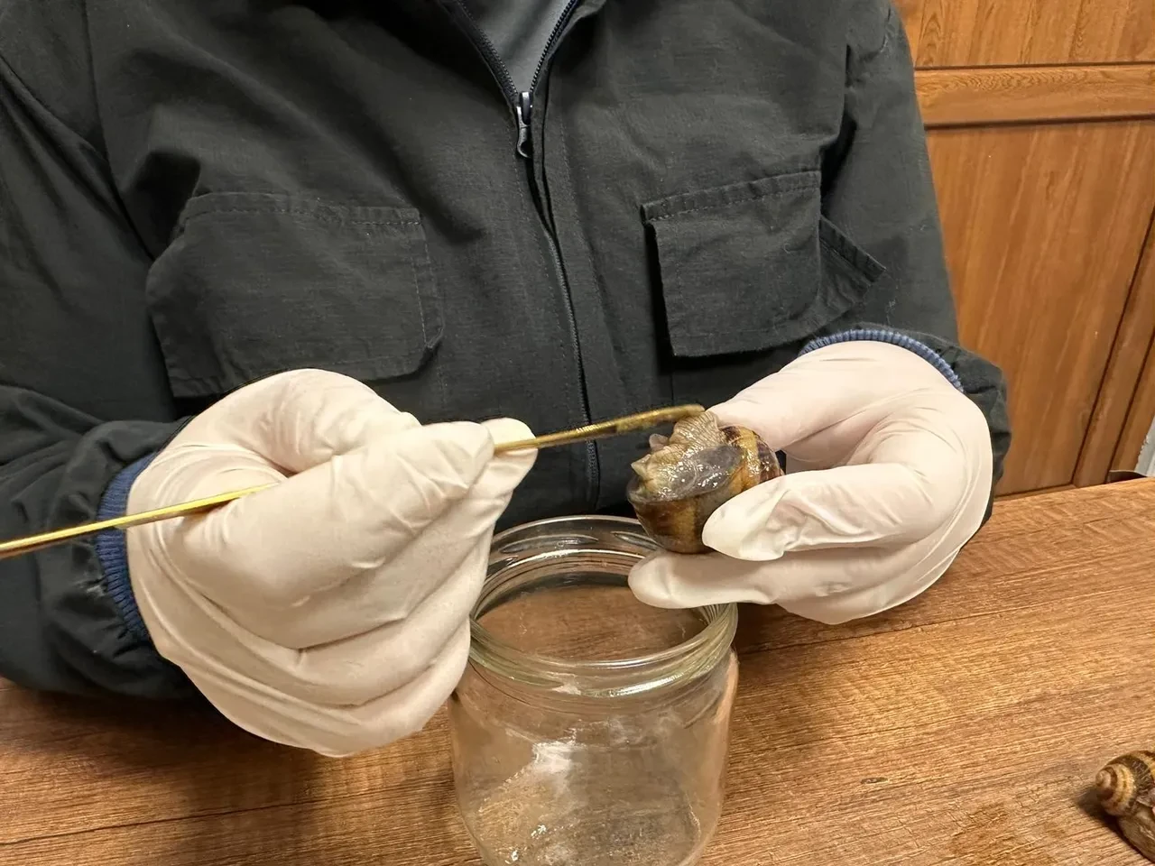 Pandemide başladı, şimdi Avrupa'ya ihraç ediyor! Yumurtasının kilosu 3 bin euro 