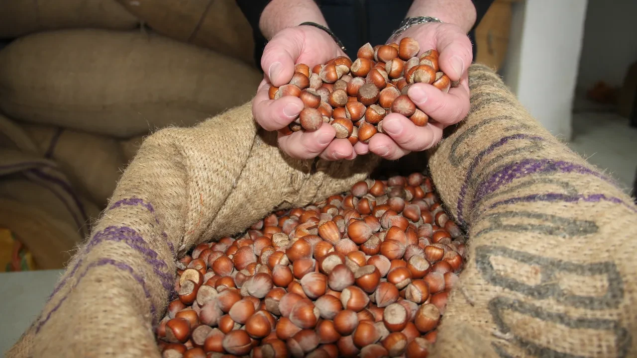 Türkiye'ye fındık bereketi: 547 milyon doları aşkın gelir sağlandı