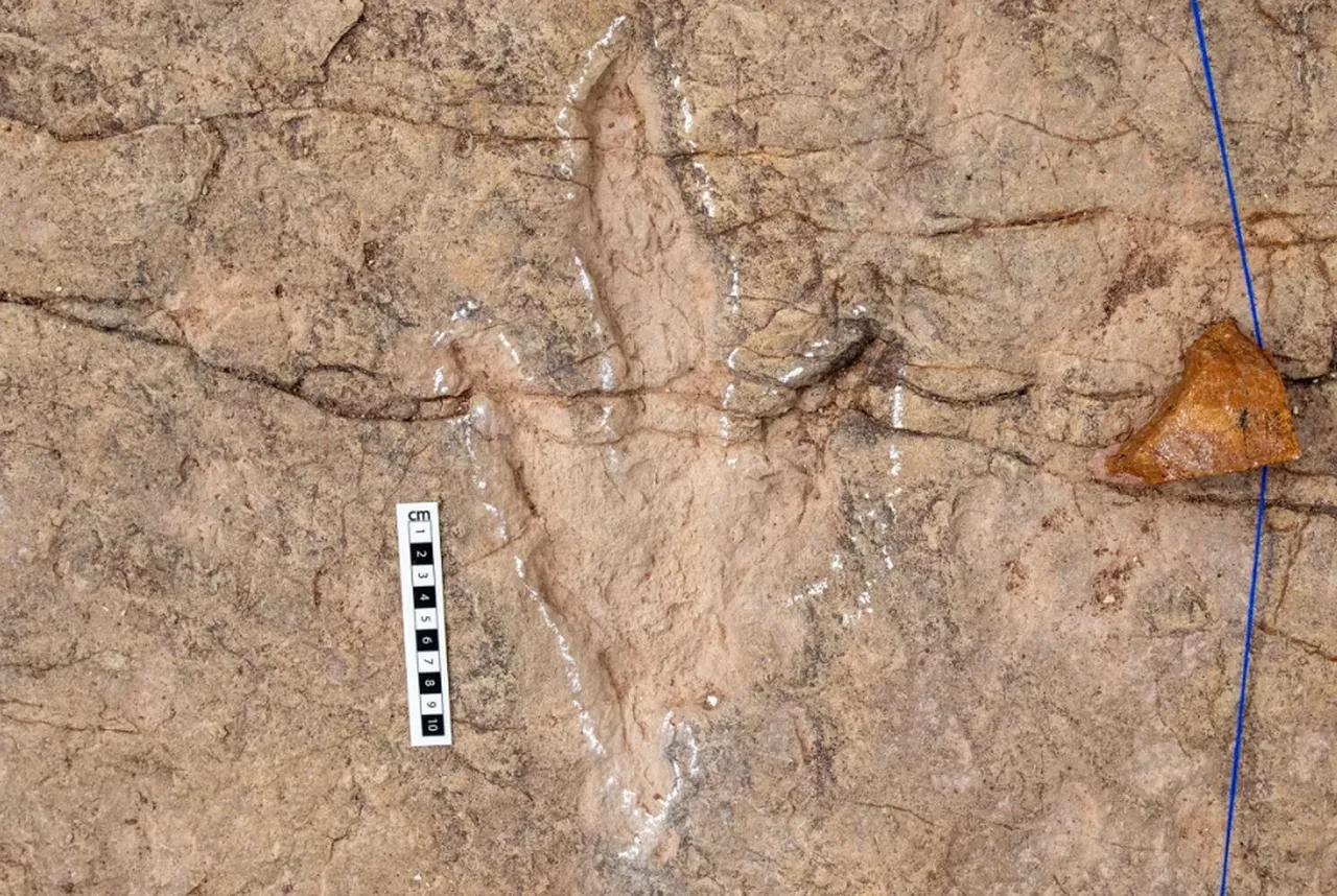 Görüntüler tüyler ürpertti, 101 milyon yıllık sır perdesi aralandı! Dinazorlara ait binlerce iz