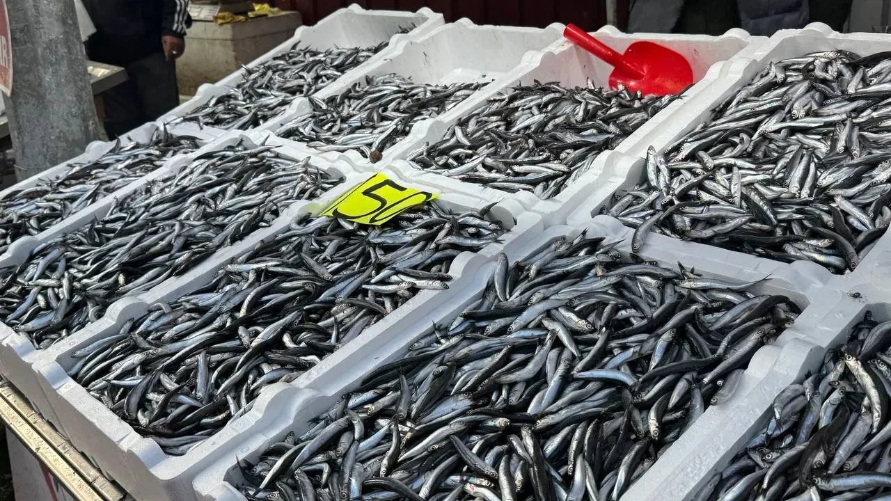 Hamsinin fiyatı üç katına fırladı: Avcılıkta kötü haber