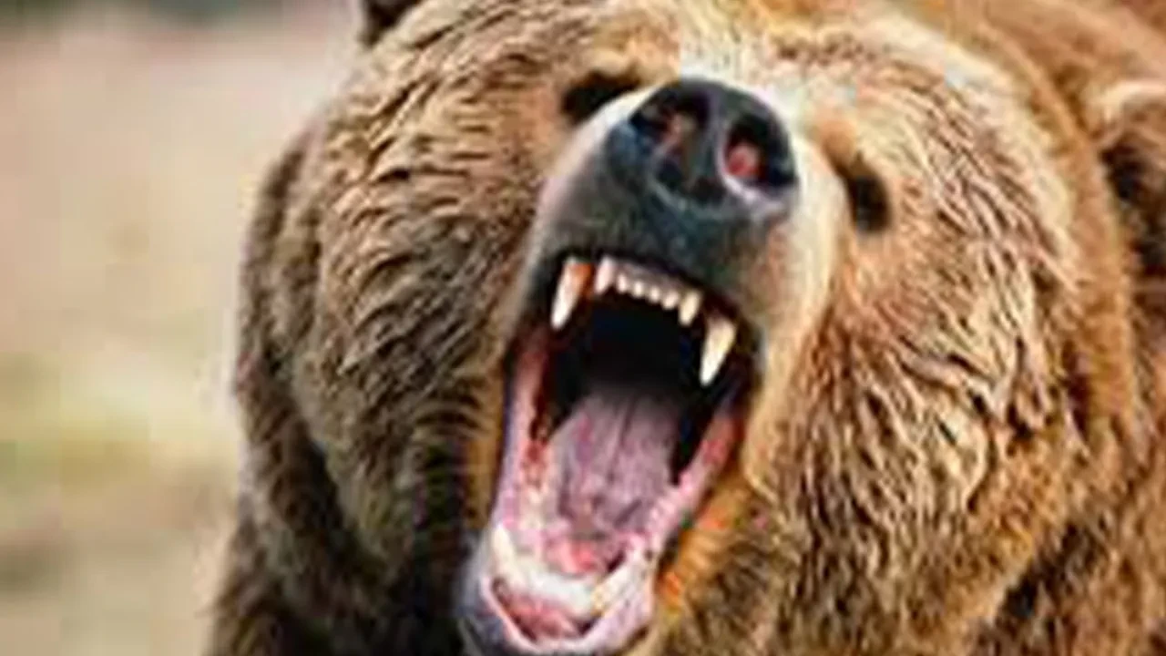 Japonya’da ayı saldırılarının sayısı 230’a ulaşarak rekor kırdı