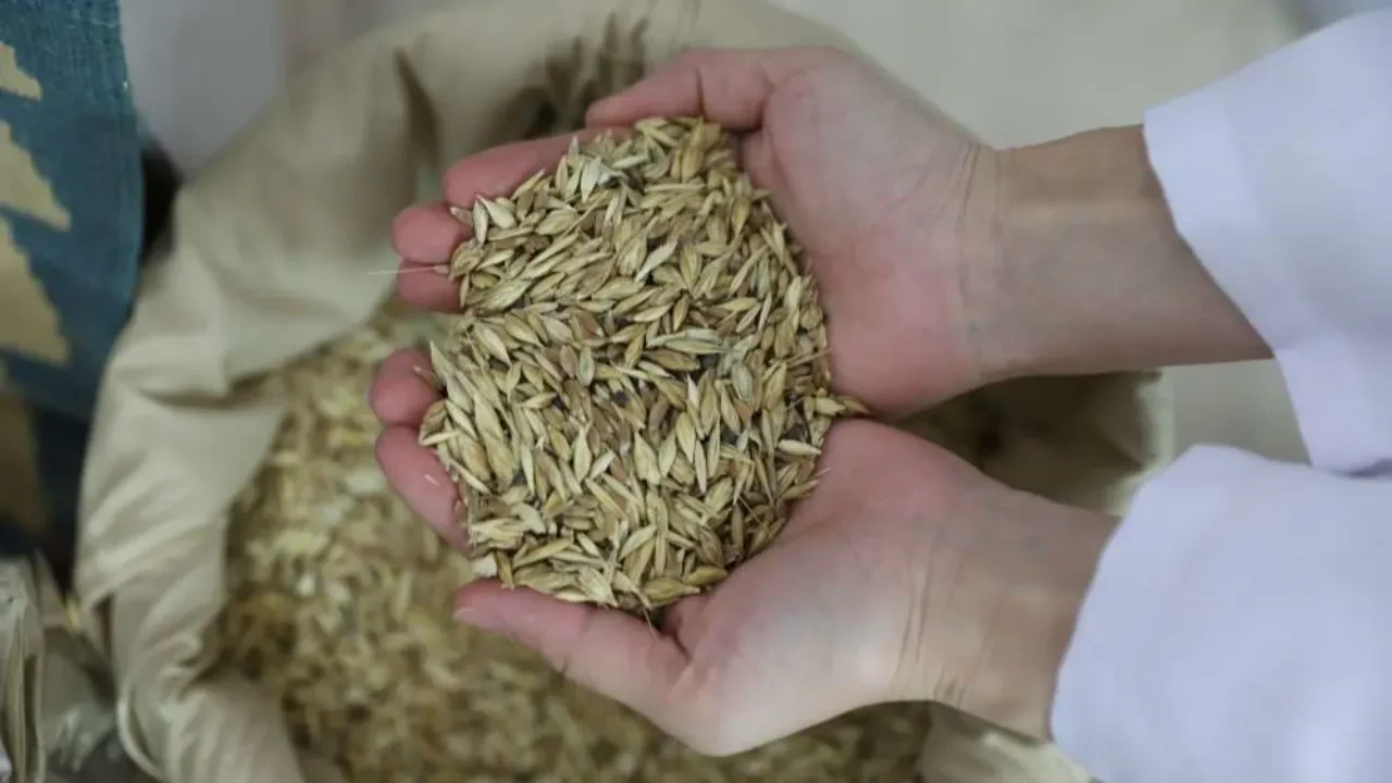 Sırrı saklı kadim tohum! Glüteni düşük, besin değeri yüksek o ürün 