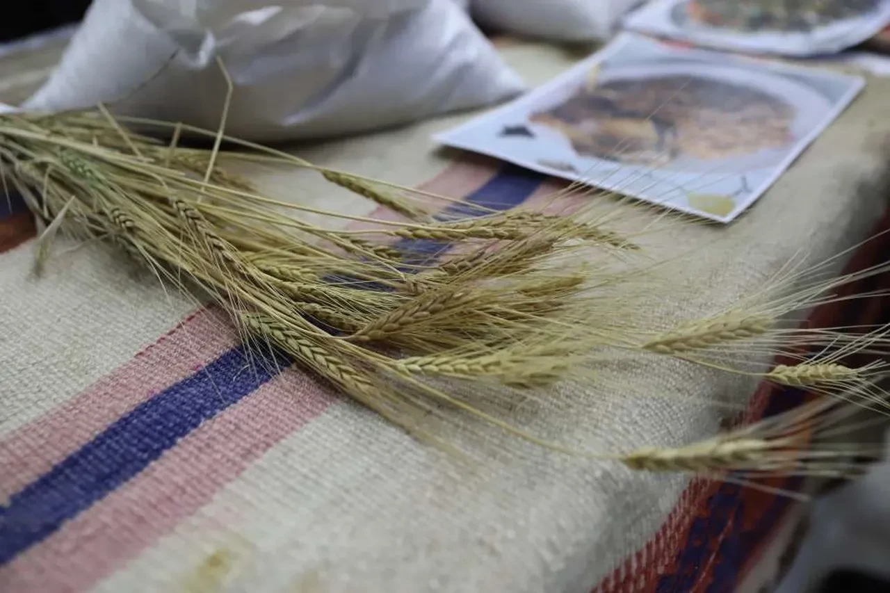 Sırrı saklı kadim tohum! Glüteni düşük, besin değeri yüksek o ürün