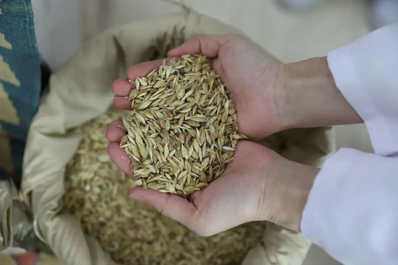 Sırrı saklı kadim tohum! Glüteni düşük, besin değeri yüksek o ürün