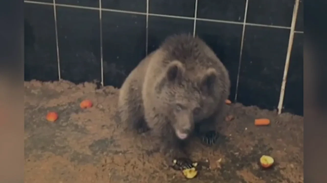 Yaralı bulunan bozayı yaşam alanına bırakıldı