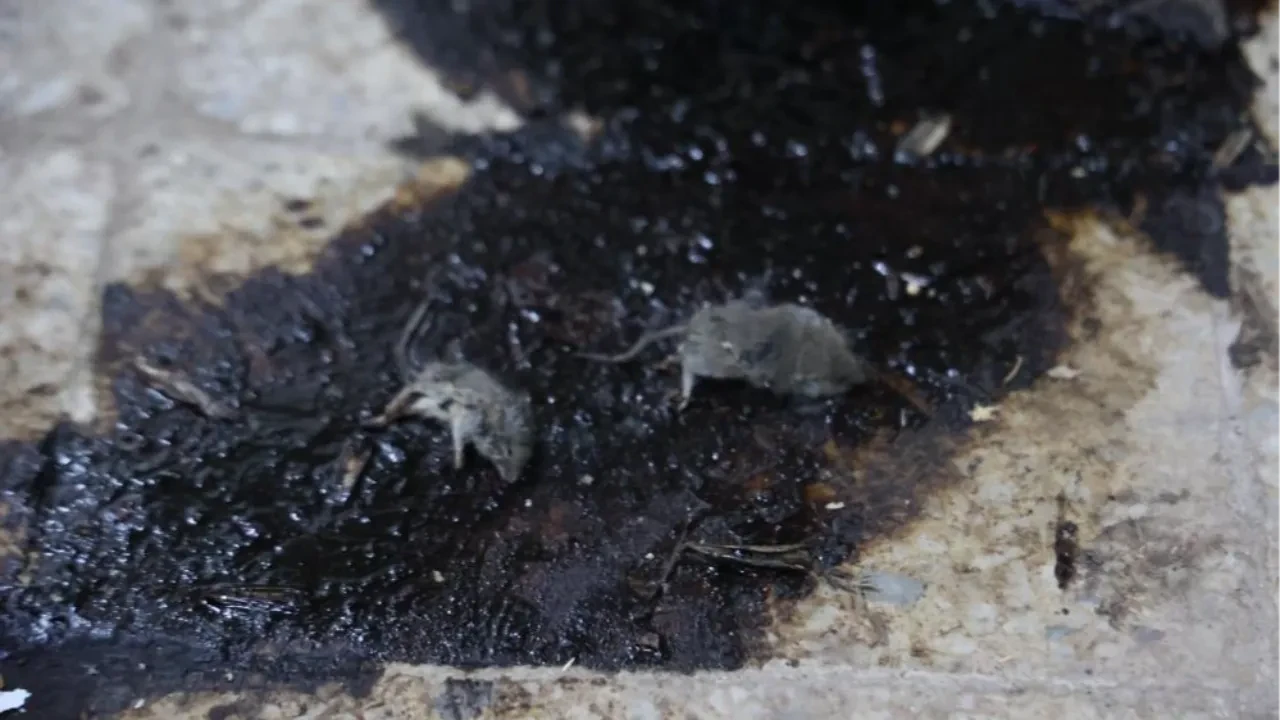 'Farelerin bile hayatta kalamadığı' Kilis'teki o işletmeye ceza yağdı!