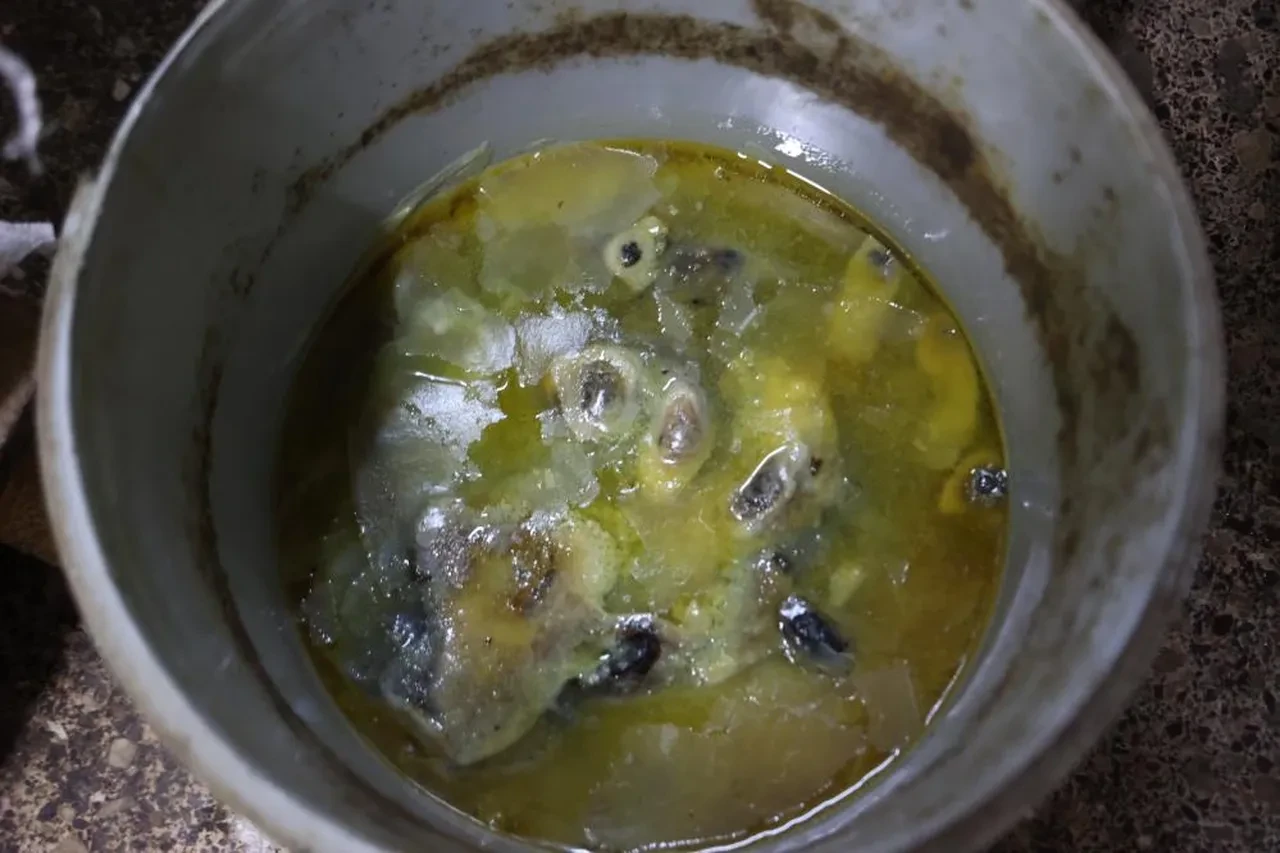 'Farelerin bile hayatta kalamadığı' Kilis'teki o işletmeye ceza yağdı!