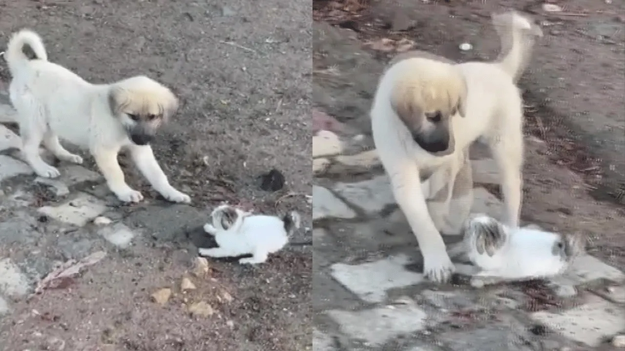 İki yaramaz yavru! Kedi ve köpeğin sevimli kavgası kamerada