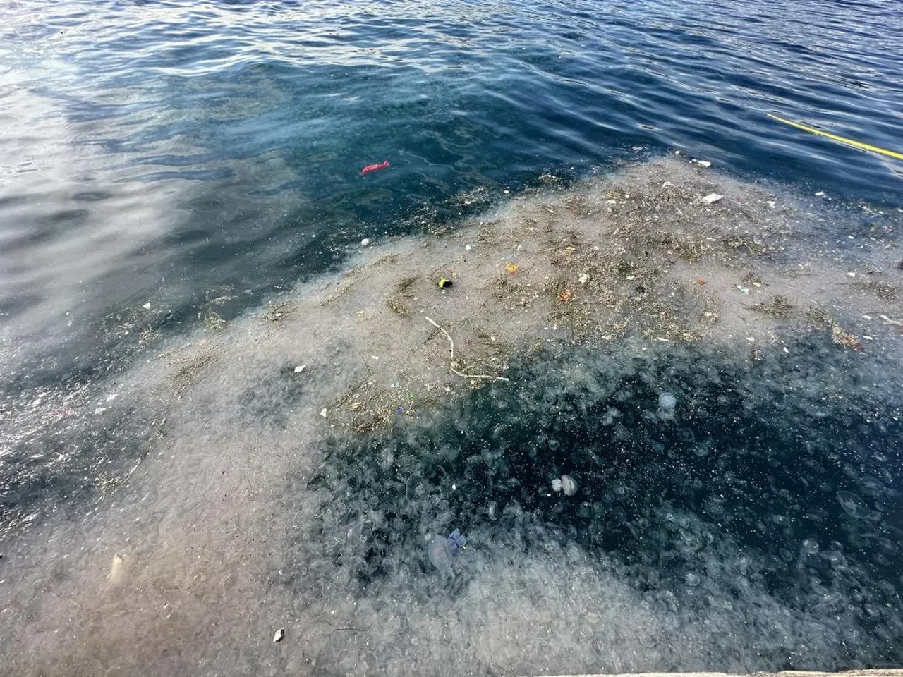 İstanbul'da hayrete düşüren görüntü: Binlercesi kıyıya vurdu