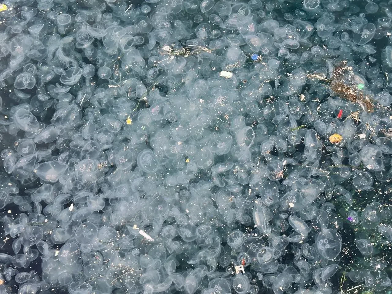 İstanbul'da hayrete düşüren görüntü: Binlercesi kıyıya vurdu