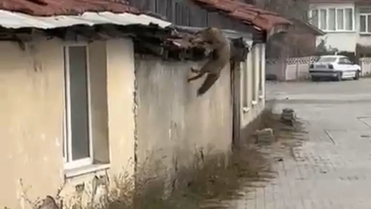 Köpek seslerini duyan tilki panik yaptı! Korkudan çatıya çıkmaya çalıştı