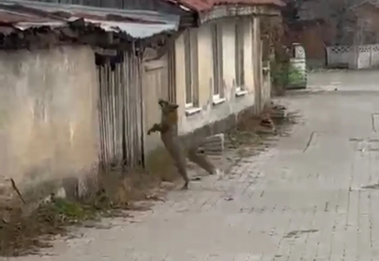 Köpek seslerini duyan tilki panik yaptı! Korkudan çatıya çıkmaya çalıştı