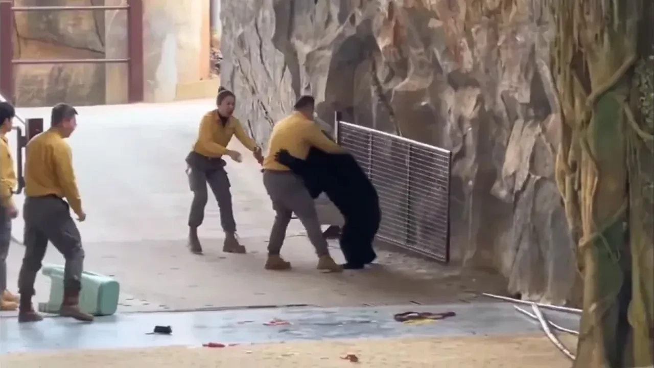 Ayı, eğitmenini yere çarptı bir anda saldırıya geçti