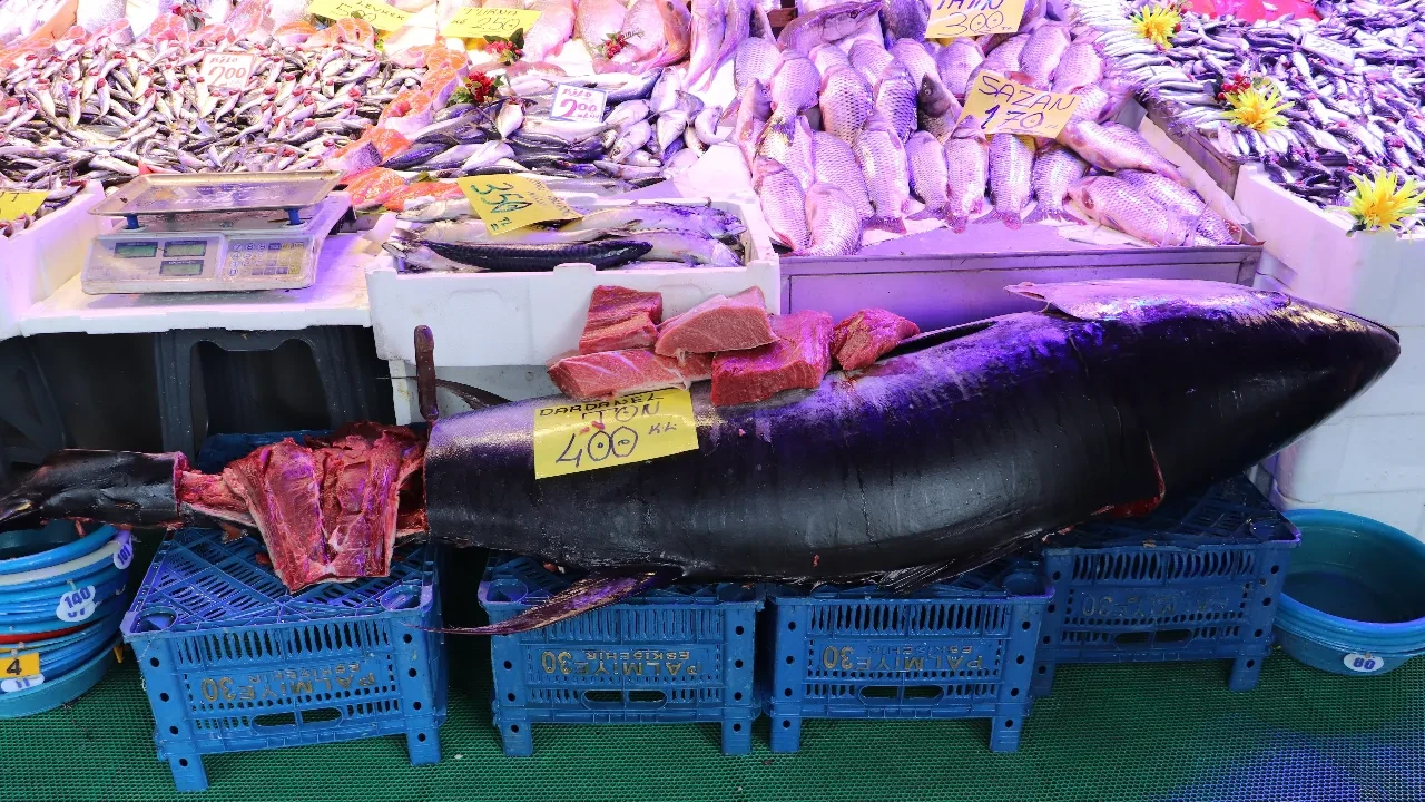 Faturasız satışı yasak olan balık ağa takıldı! 280 kiloluk orkinos görenleri şoke etti