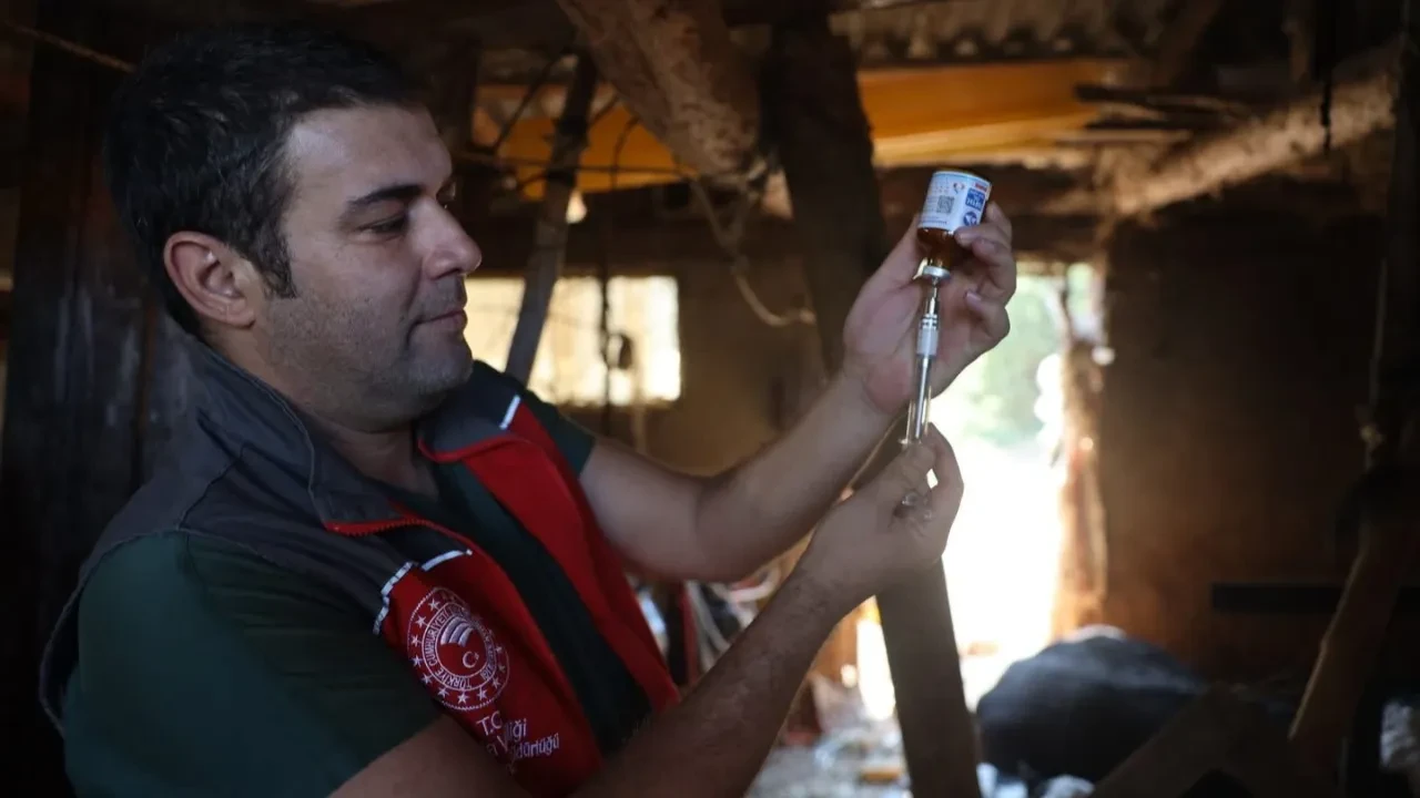 Muğla'da şap hastalığı alarmı! 11 mahalle karantinaya alındı