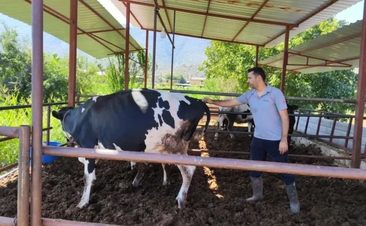 Muğla'da şap hastalığı alarmı! 11 mahalle karantinaya alındı