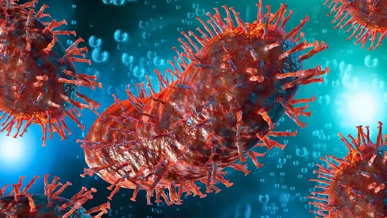 Organ nakliyle bulaşan ölüm: ABD'de bir erkek kuduz nedeniyle hayatını kaybetti