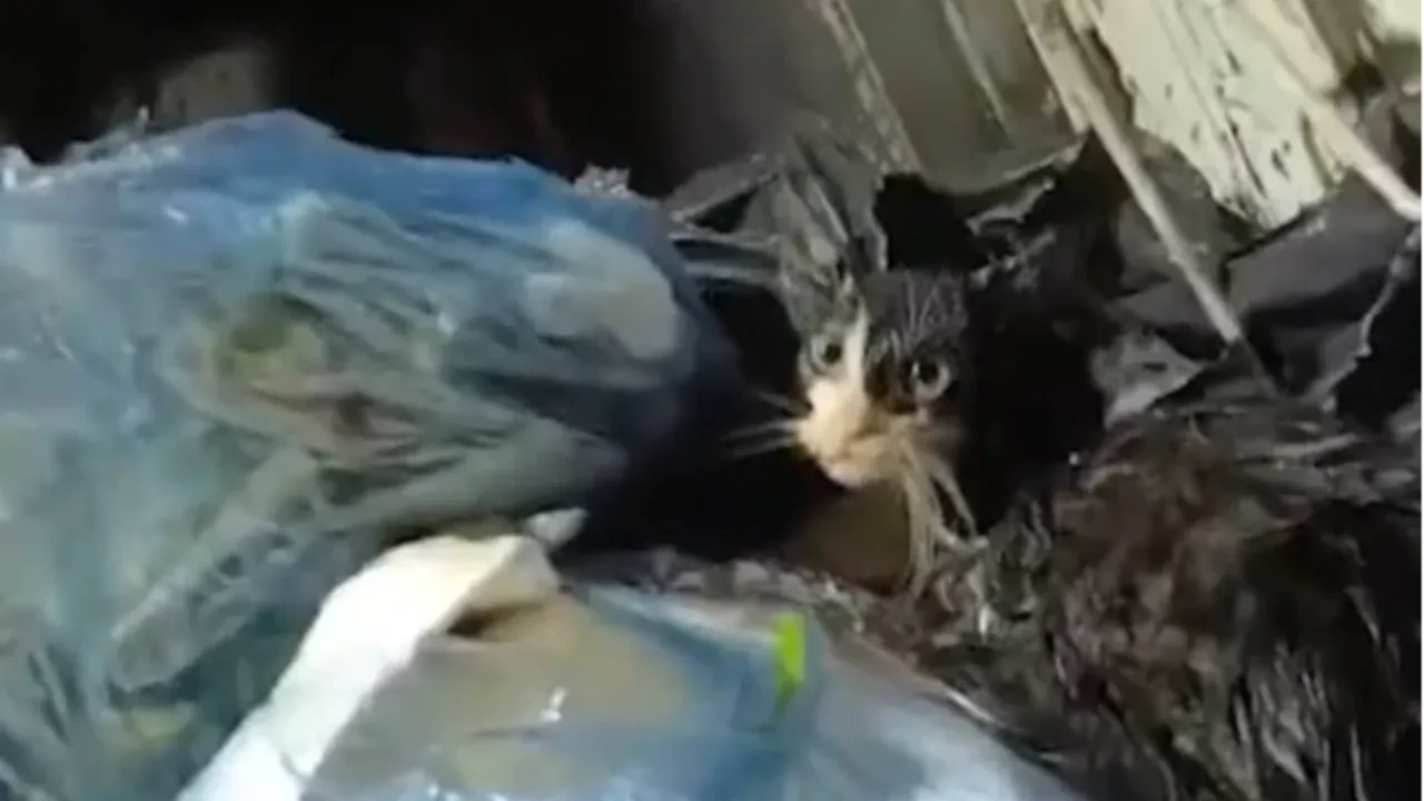 Vicdansızlar kediyi bağlayıp attılar! Belediye personeli fark etti