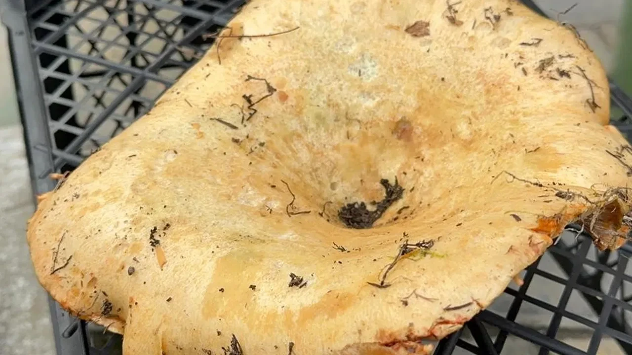 Yağmur yağınca fiyatı düştü, duyan koştu! Faydaları saymakla bitmiyor