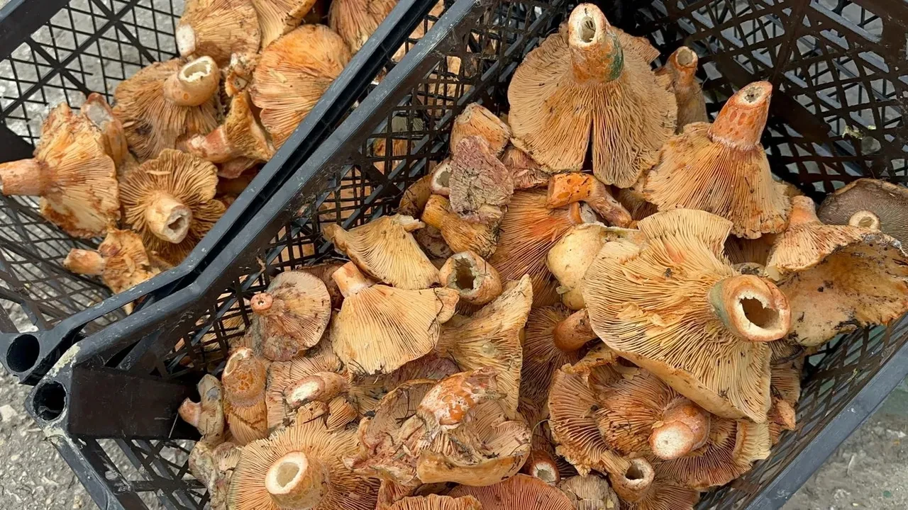 Yağmur yağınca fiyatı düştü, duyan koştu! Faydaları saymakla bitmiyor