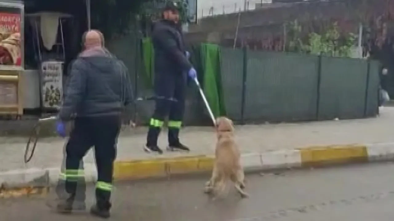 Adana'da vatandaşa zarar veren başıboş sokak köpekleri toplanıyor! 