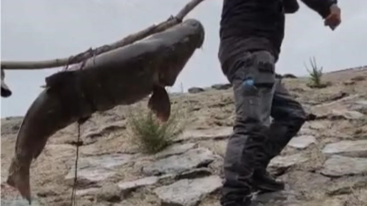 Dev 'turna balığı' yakaladılar! 60 kiloluk balığı sırığa bağlayıp taşıdılar