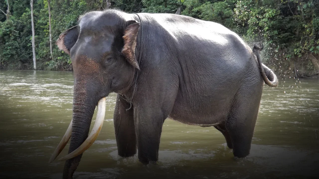 Endonezya sel felaketinin yaralarını fillerle sarıyor