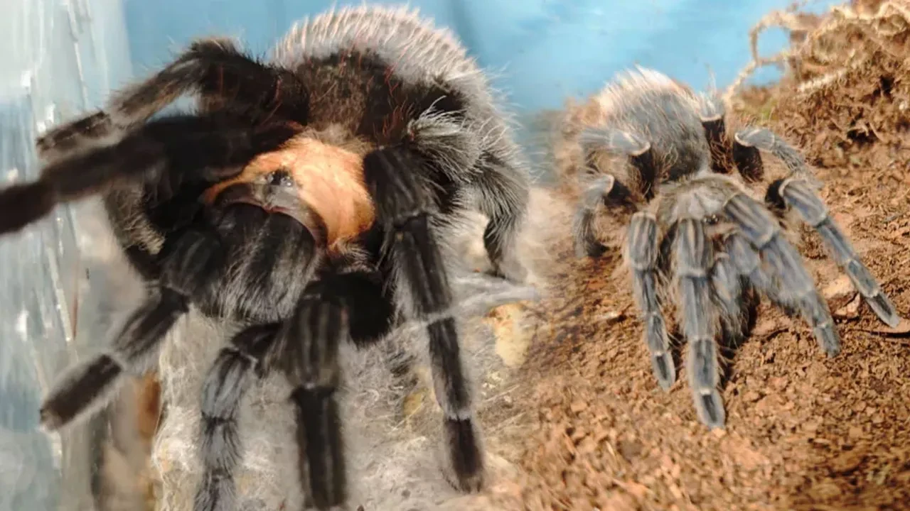 Evden tarantula koleksiyonu çıktı: Dünyanın en zehirli örümceği de aralarındaydı