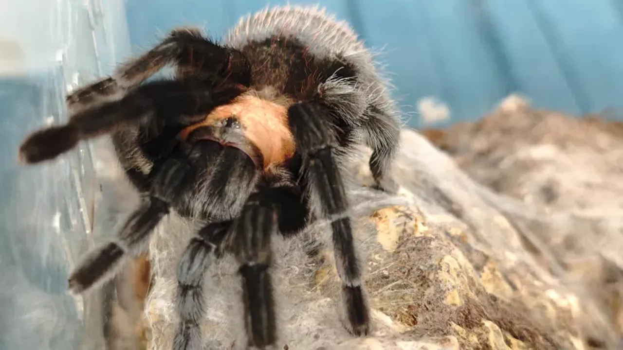 Evden tarantula koleksiyonu çıktı: Dünyanın en zehirli örümceği de aralarındaydı