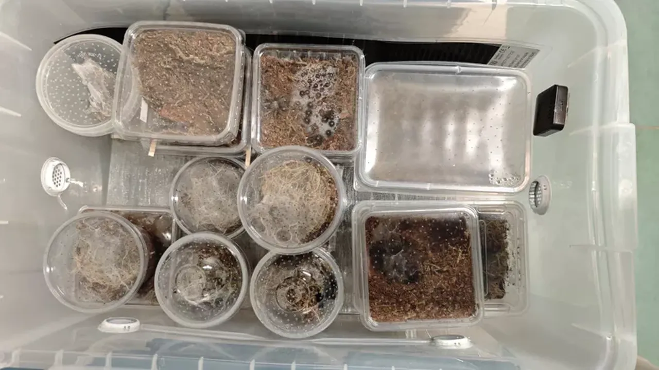 Evden tarantula koleksiyonu çıktı: Dünyanın en zehirli örümceği de aralarındaydı