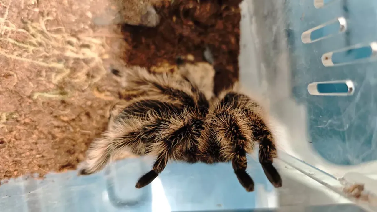 Evden tarantula koleksiyonu çıktı: Dünyanın en zehirli örümceği de aralarındaydı