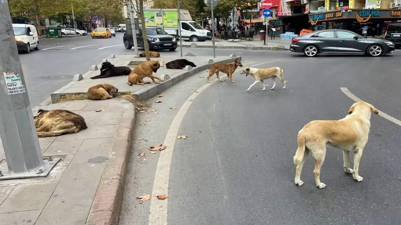 81 ile başıboş köpek genelgesi! Sokağa salana 72 bin TL ceza