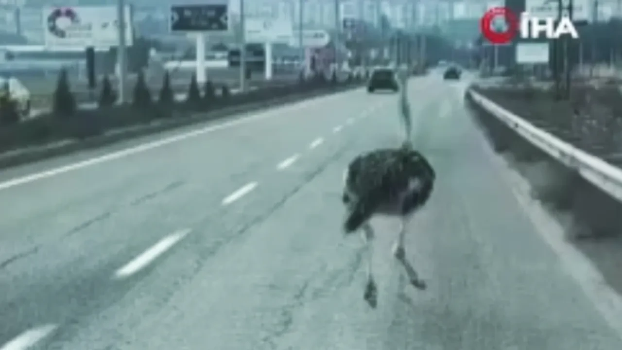 Deve kuşu firarda! Çiftlikten kaçtı, trafiği birbirine kattı