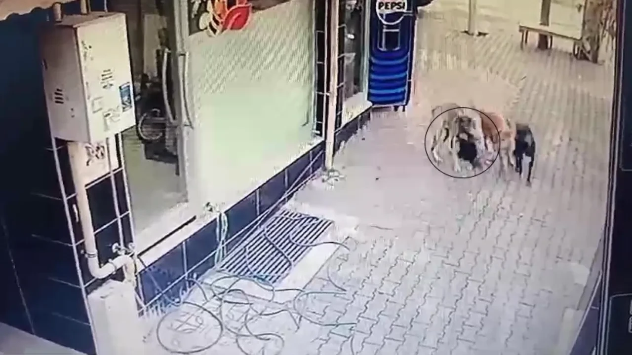 Başıboş köpek dehşeti kamerada! Vatandaş korkudan sokağa çıkamıyor 