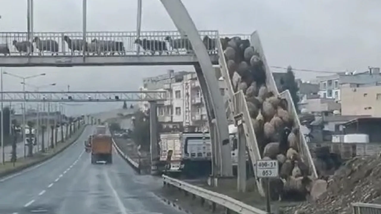 Koyunlardan yayalara üst geçit mesajı! Tek sıra halinde karşıya geçtiler 