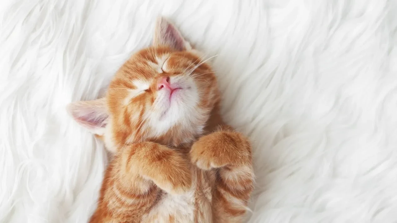 Dünya Kedi Günü ne zaman? 17 Şubat'a özel mesajlar ilgi çekti