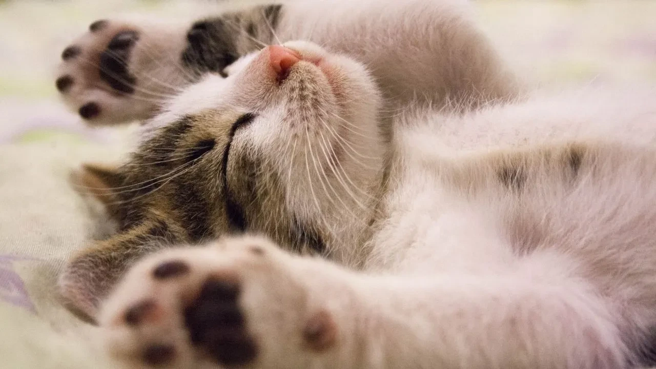 Dünya Kedi Günü ne zaman? 17 Şubat'a özel mesajlar ilgi çekti