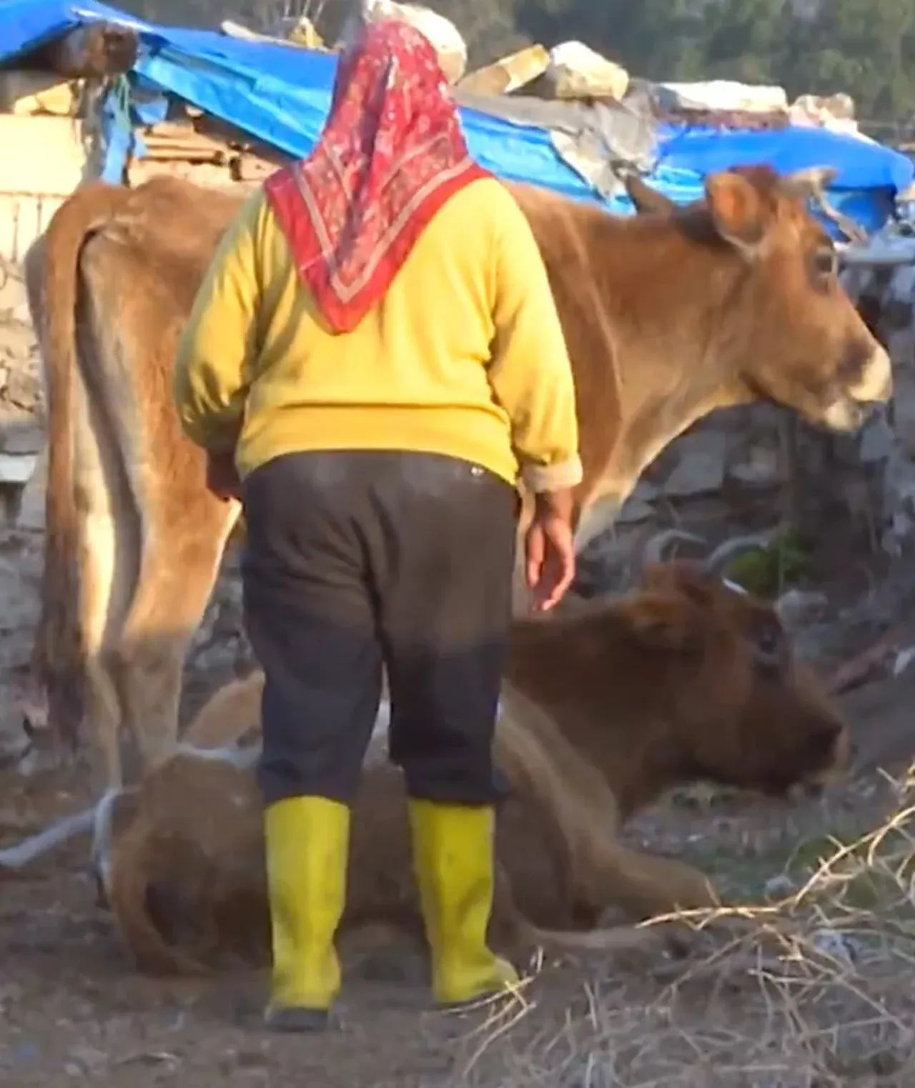 Hataylı Robinsonlar'ın yaşam mücadelesi! Anne-kız adada yıllardır tek başlarına