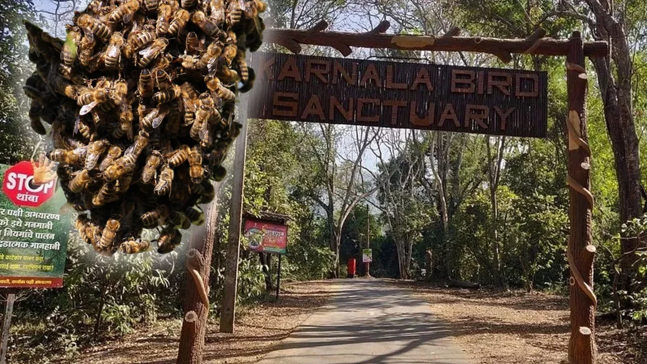 Katil arılar 1 kişiyi öldürdü, yaklaşık 10 kişiyi yaraladı! Kuş barınağında akılalmaz olay