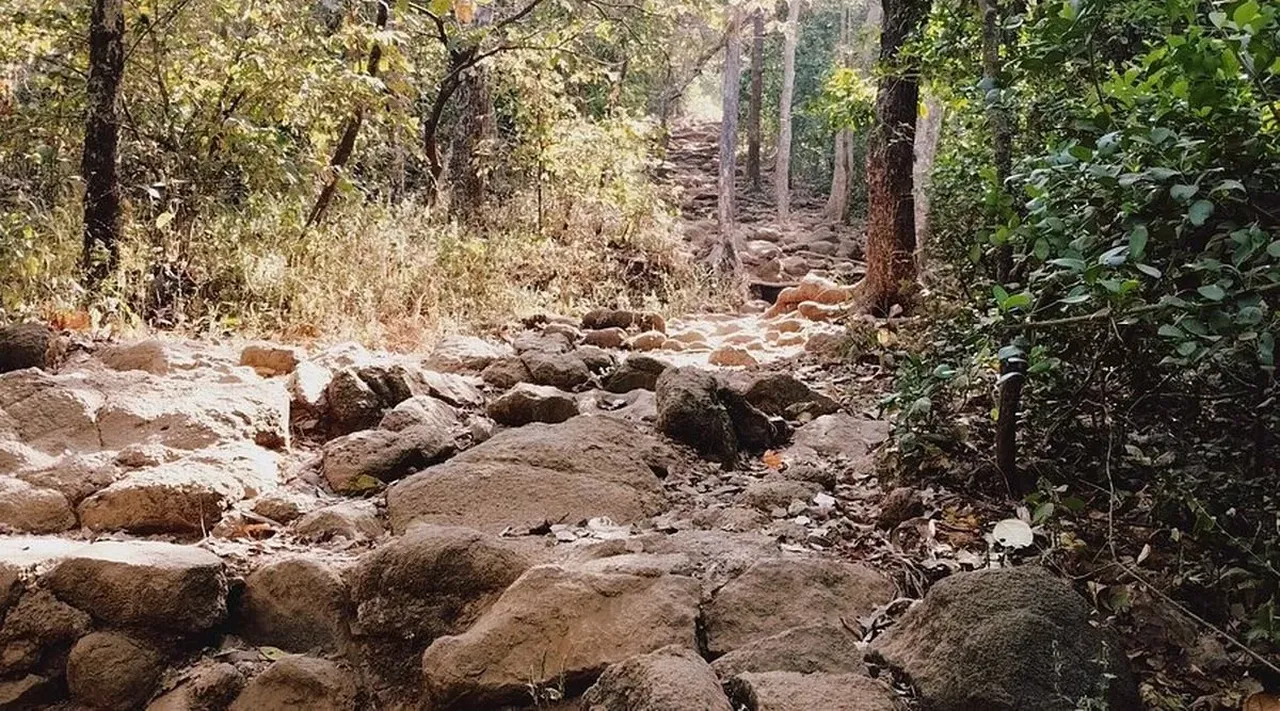 Katil arılar 1 kişiyi öldürdü, yaklaşık 10 kişiyi yaraladı! Kuş barınağında akılalmaz olay
