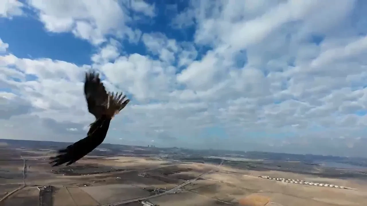 Meraklı şahin ile dronun it dalaşı kameralara yansıdı 