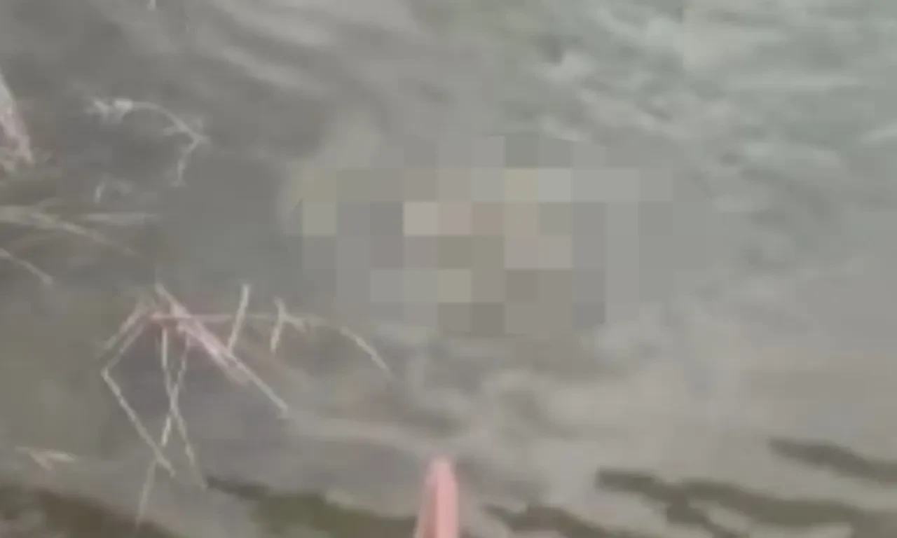 Vicdansızlığın böylesi! Köpeklerin boynuna taş bağlanıp dereye attılar